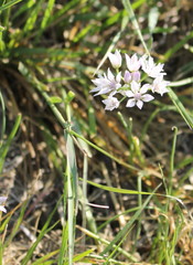 Allium drummondii