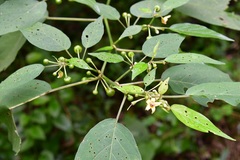 Witheringia mexicana