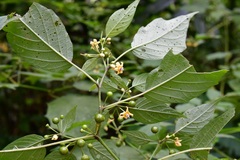 Witheringia mexicana