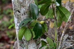 Ternstroemia tepezapote