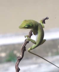 Anolis porcatus