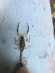 Centruroides fulvipes