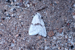 Ponometia elegantula