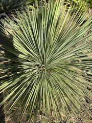 Agave geminiflora