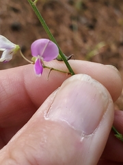 Desmodium laevigatum