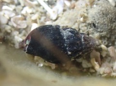 Austromitra rubiginosa image