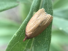 Sparganothis distincta