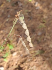 Desmodium laevigatum