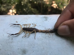 Centruroides fulvipes