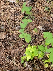 Desmodium laevigatum