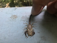 Centruroides fulvipes