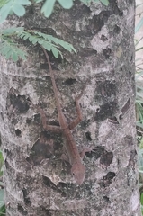 Anolis hispaniolae