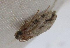 Acleris placidana