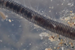 Odontosyllis polycera