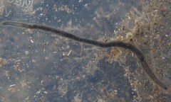 Odontosyllis polycera