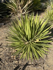 Agave ocahui