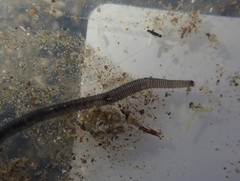 Odontosyllis polycera