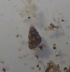 Eatoniella