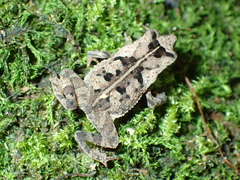 Mitred Toad photo 3
