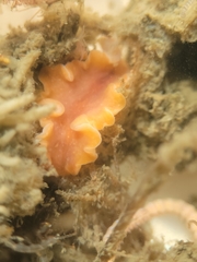 Eurylepta aurantiaca