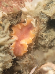 Eurylepta aurantiaca