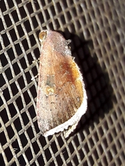 Galgula