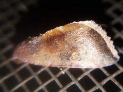 Galgula