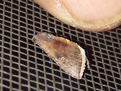 Galgula