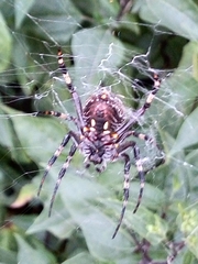 Neoscona orizabensis