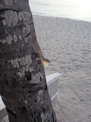 Anolis ravifaux