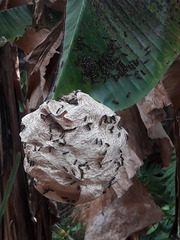 Protopolybia exigua