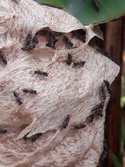 Protopolybia exigua
