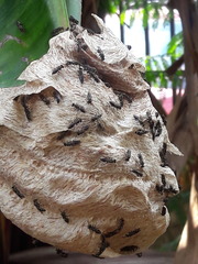 Protopolybia exigua
