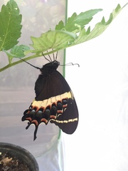 Papilio garamas