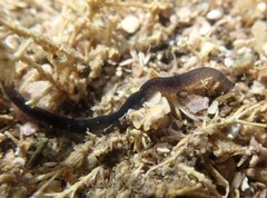 Odontosyllis polycera
