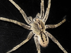 Centroctenus brevipes