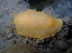 Dendrodoris citrina image