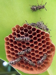 Protopolybia exigua