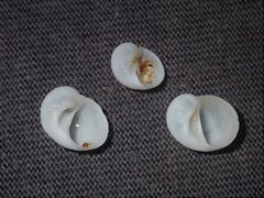 Vanikoro sigaretiformis