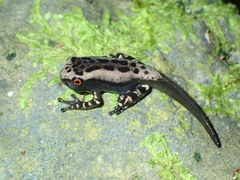 Osteocephalus mimeticus