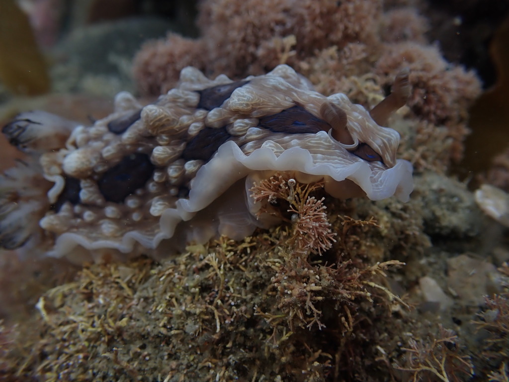 Dendrodoris gunnamatta