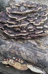 Earliella