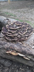 Earliella