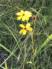 Coreopsis linifolia