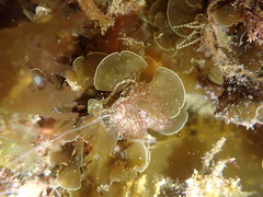 Zonaria aureomarginata