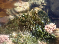 Sacoproteus smaragdinus