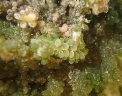 Sacoproteus smaragdinus