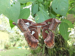 Rothschildia aurota