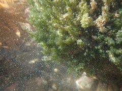 Sacoproteus smaragdinus