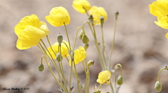 Arctomecon californica